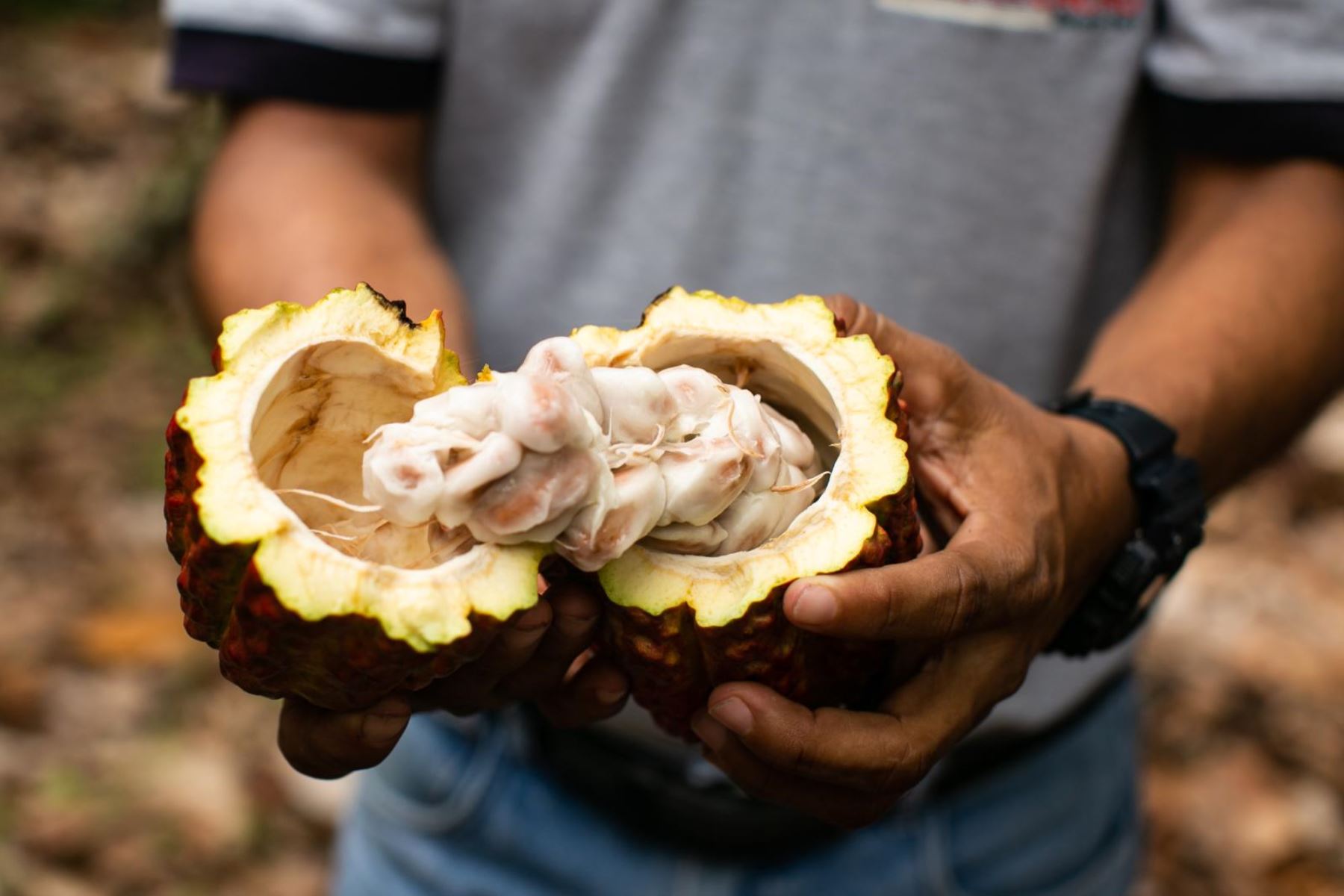 Nuestro cacao nos posiciona en la industria mundial como uno de los principales países productores. Cortesía Promperú
