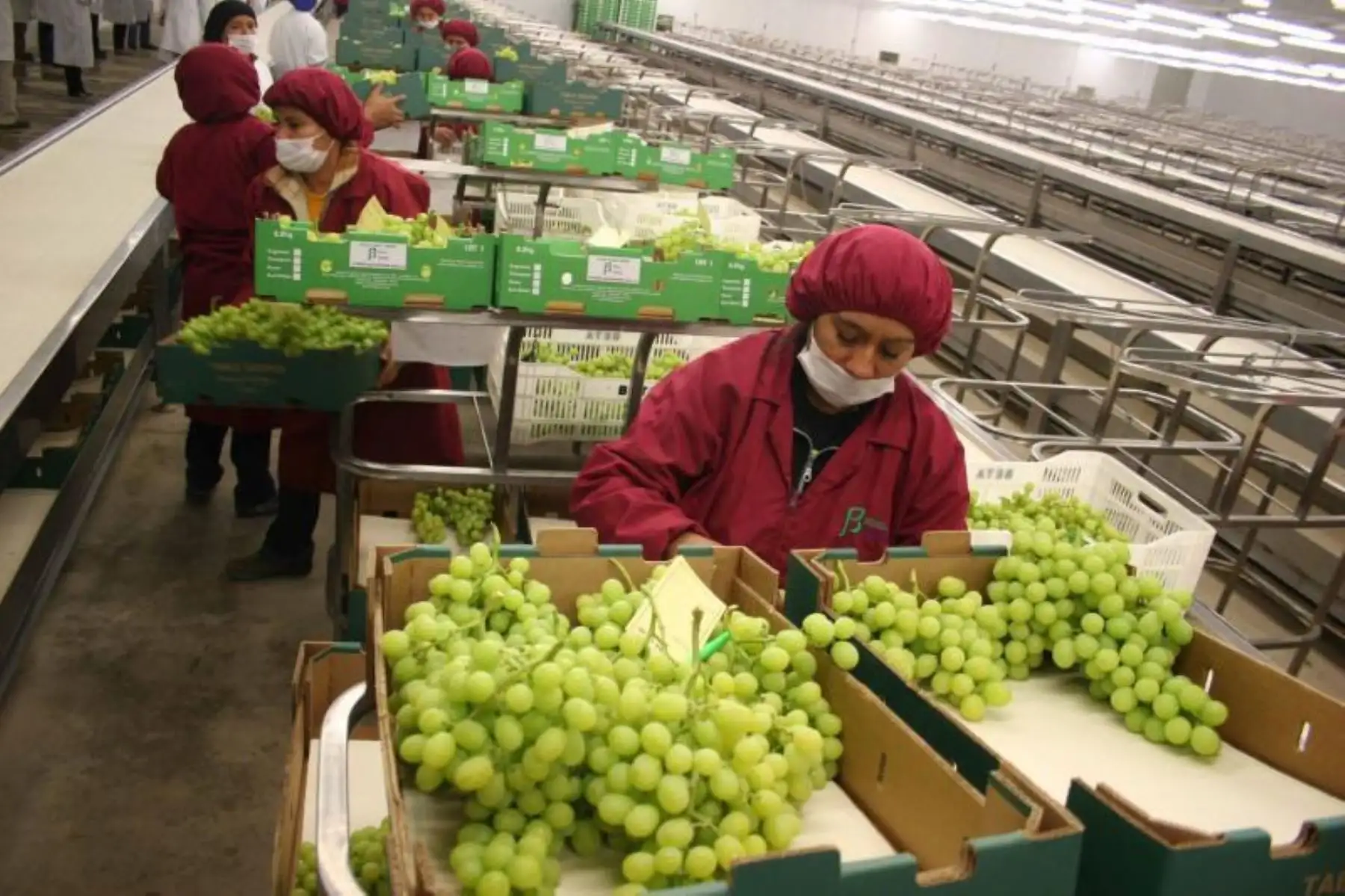 Mejor desempeño de las agroexportaciones. Cortesía Midagri