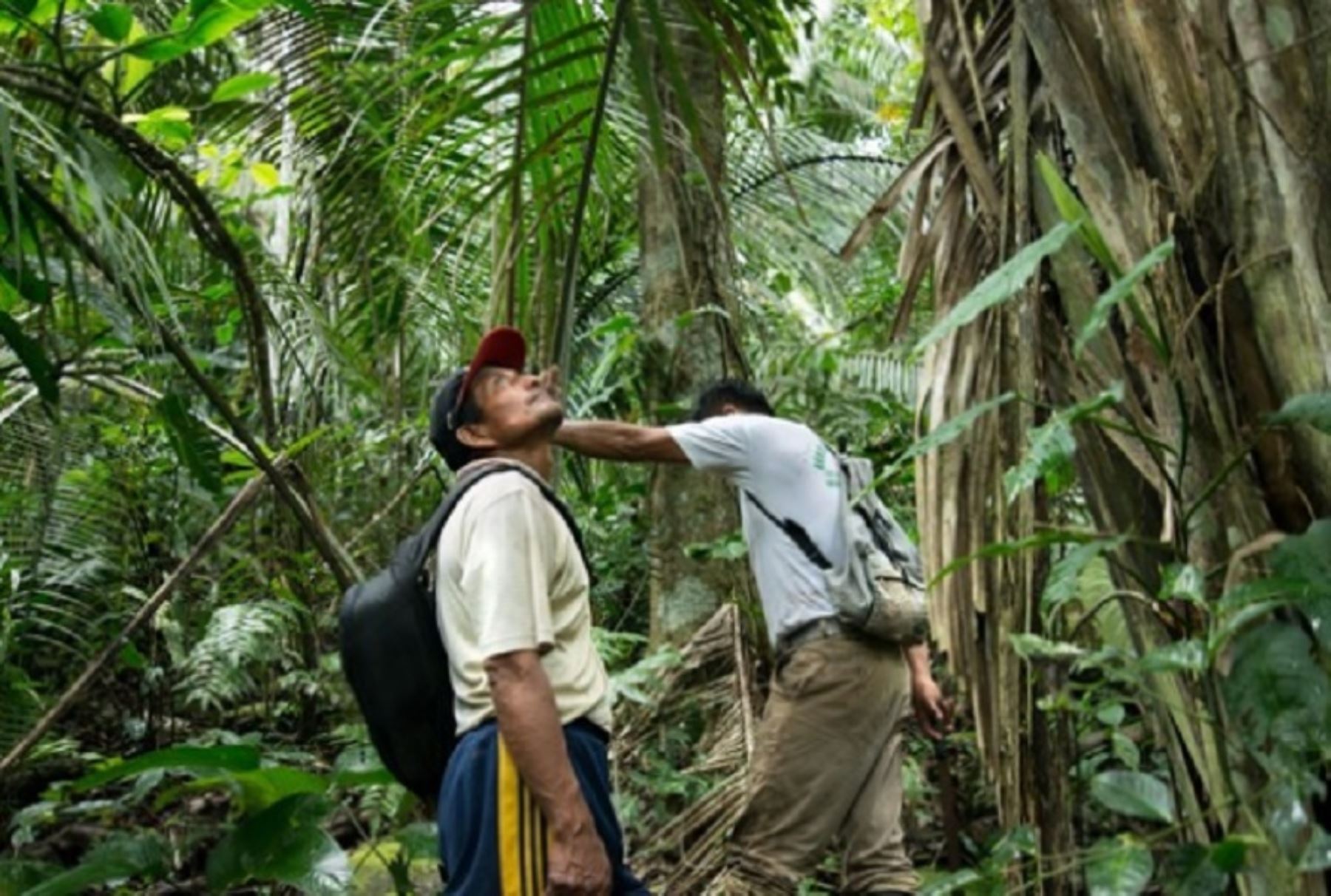 Osinfor y el Gobierno Regional de Loreto unen esfuerzos para involucrar a 80 comunidades en la conservación de bosques. Foto: ANDINA/archivo.