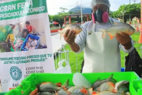 Con el propósito de generar alternativas al consumo de carne y mejorar los hábitos alimenticios de población, productores acuícolas promovidos por la Comisión Nacional para el Desarrollo y Vida sin Drogas (Devida) en alianza con los municipios de Luyando y Pueblo Nuevo, en la provincia de Leoncio Prado (Huánuco) lograron vender 650 kilos de pescado de la especie paco. Foto: Devida