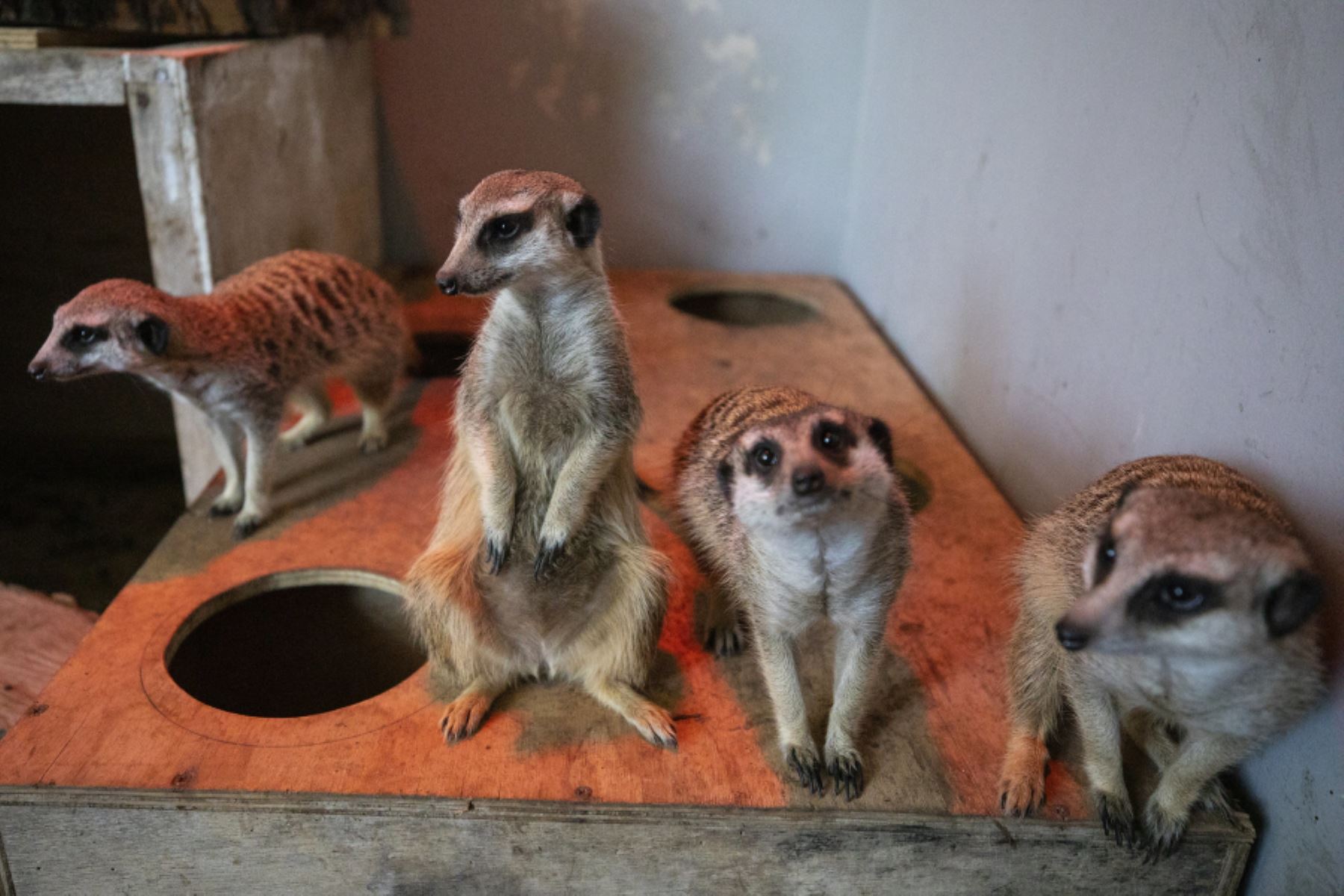 Grupo de suricatas se suma a la familia del Parque de las Leyendas. Foto: ANDINA/Difusión.