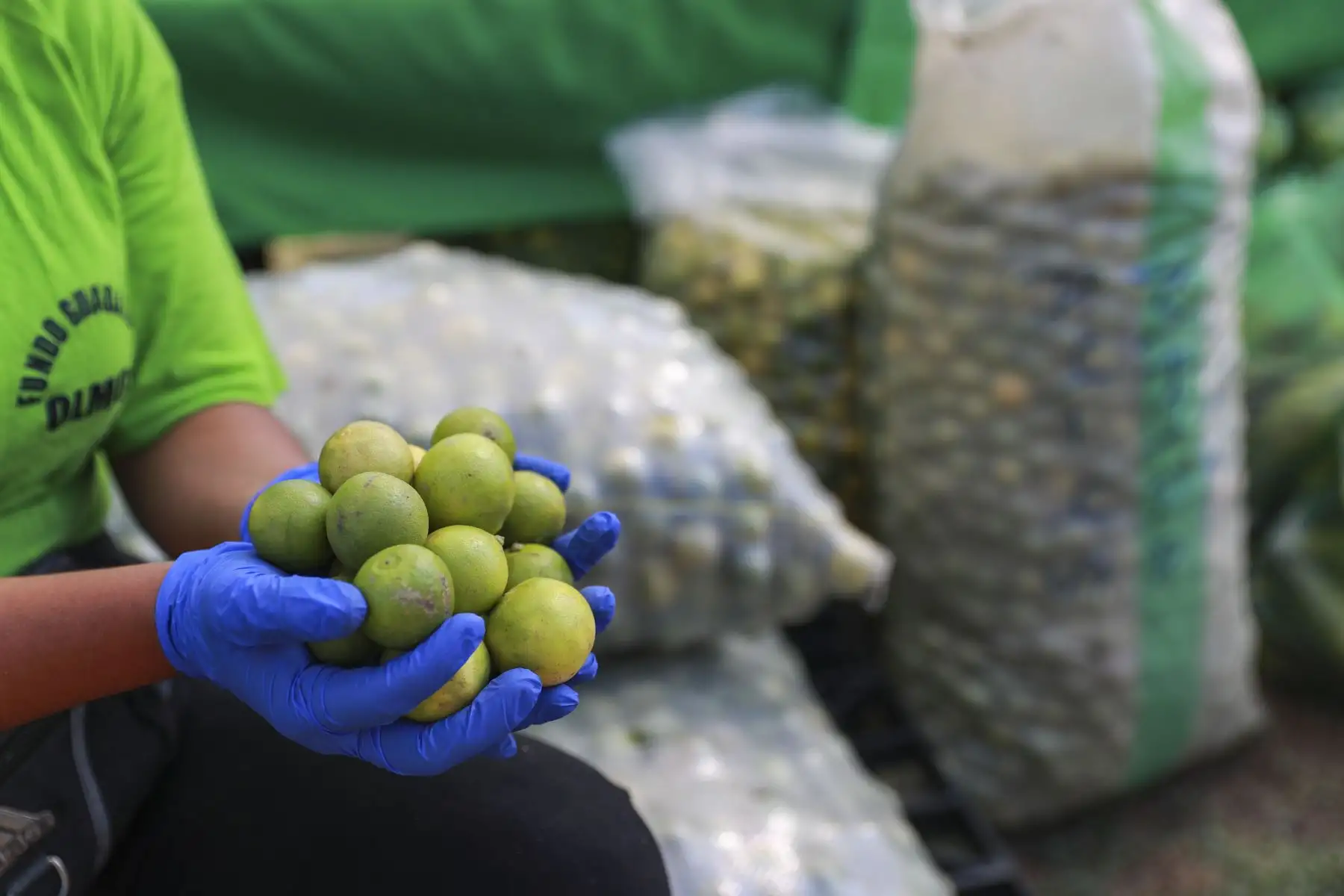 Mayra Huayanga tiene 19 años y es productora de limón y frutas del Fundo Guadalupe de Lambayeque, ha participado en más de 100 mercados De La Chacra a la Olla durante la pandemia. Foto: ANDINA/Carla Patiño