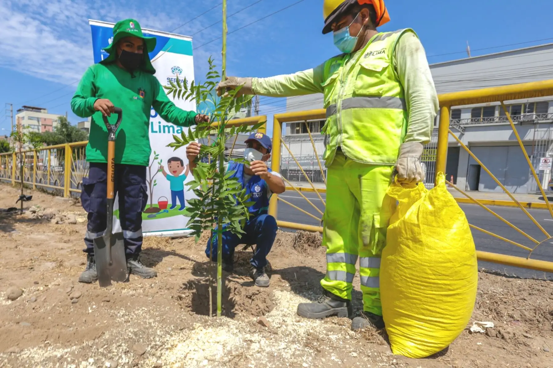 Municipalidad de Lima plantó 400 árboles en la av. Nicolás Arriola en La Victoria. Foto: ANDINA/Difusión.