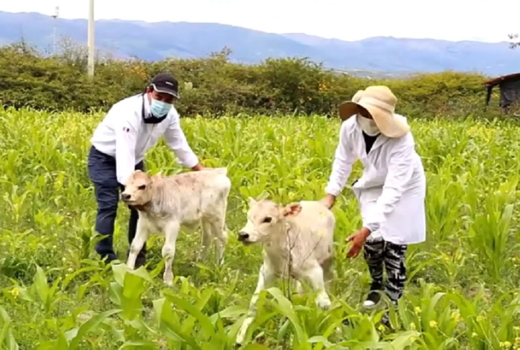 Un avance notable en la investigación biotecnológica en el ámbito veterinario con miras al mejoramiento genético en la ganadería altoandina viene dando la Universidad Nacional San Cristóbal de Huamanga (UNSCH) de la región Ayacucho, gracias a los buenos resultados obtenidos en la reproducción asistida de bovinos.