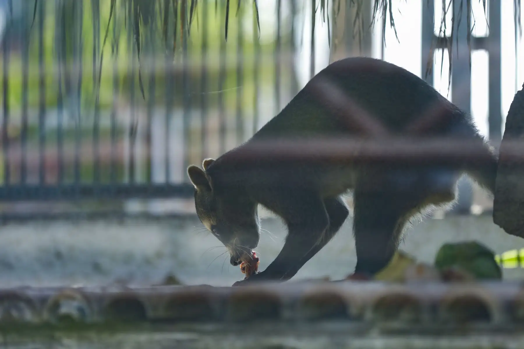 Conoce como el personal del Parque de las Leyendas, alimenta a los animales en el día a día.
Foto: Municipalidad de Lima