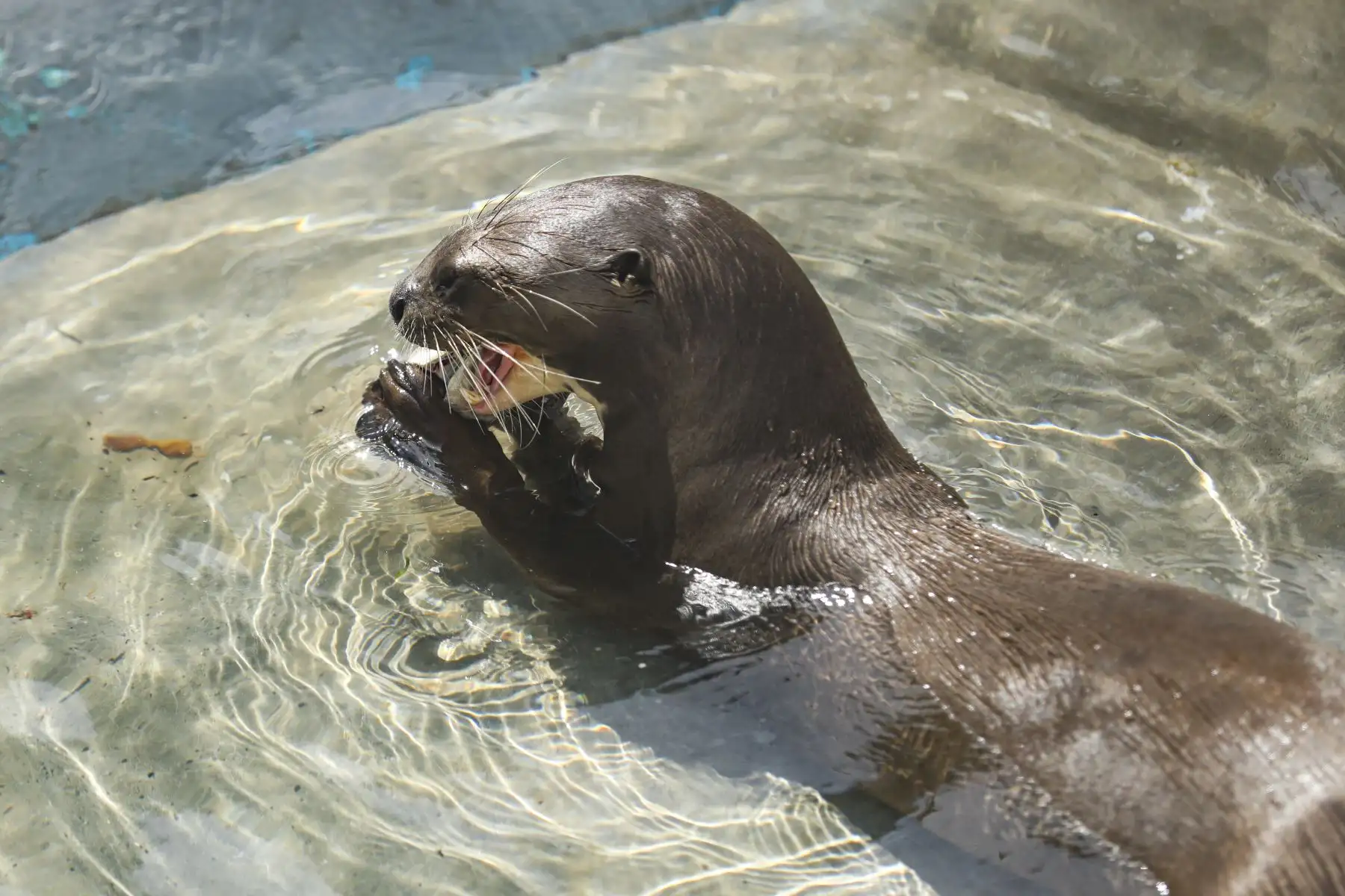 Conoce como el personal del Parque de las Leyendas, alimenta a los animales en el día a día.
Foto: Municipalidad de Lima