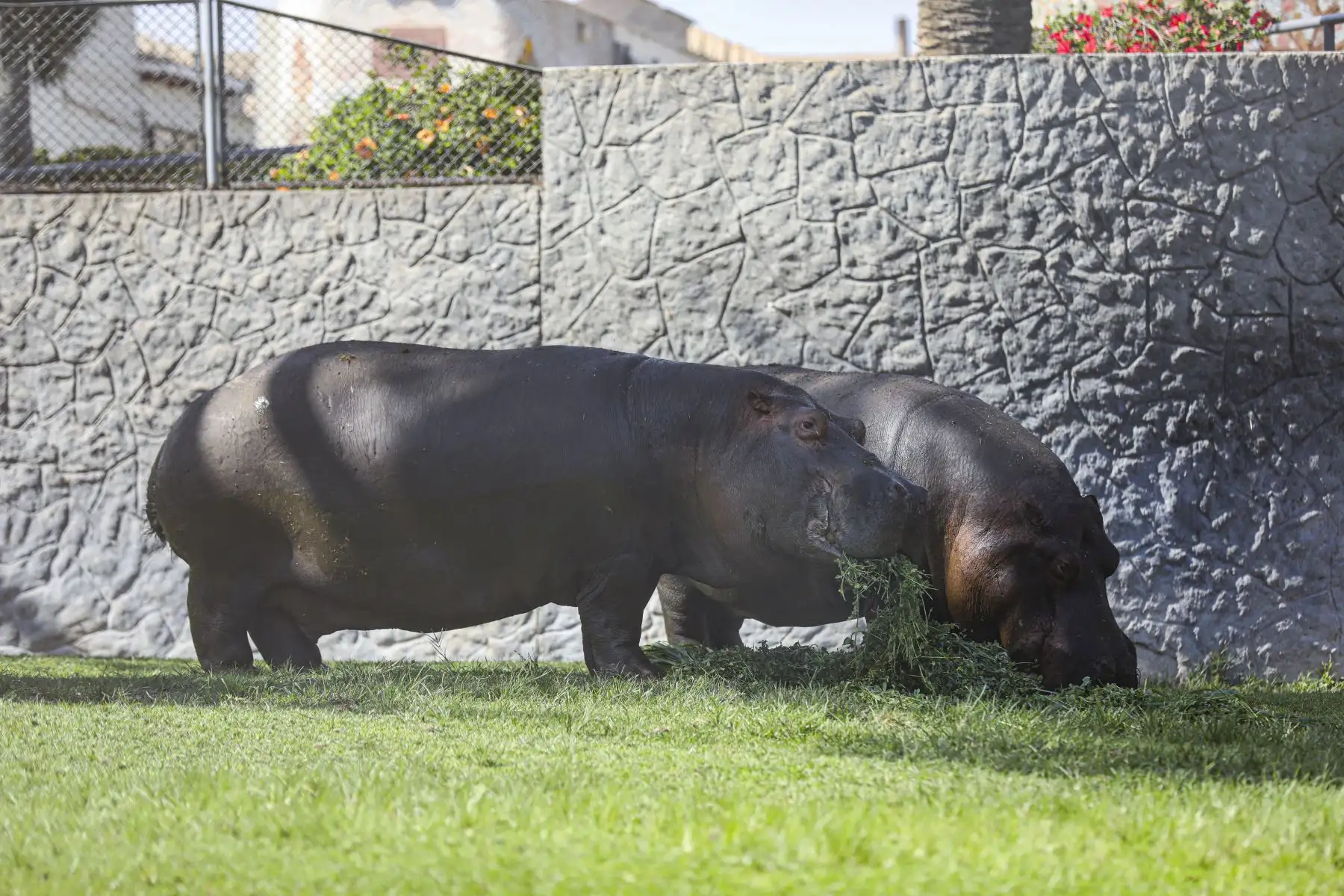 Conoce como el personal del Parque de las Leyendas, alimenta a los animales en el día a día.
Foto: Municipalidad de Lima