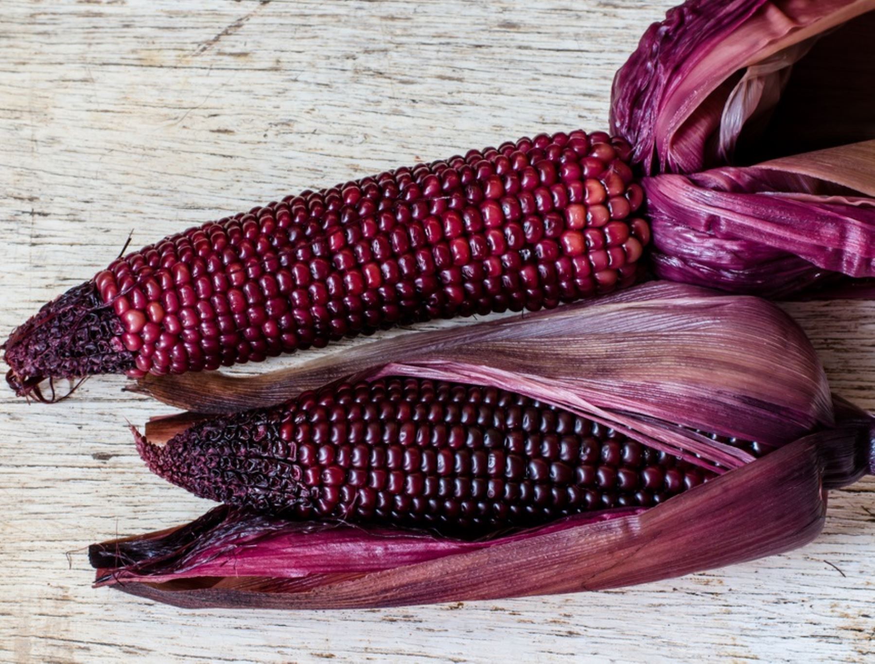 Investigadores de la Universidad Nacional Agraria La Molina desarrollan una nueva variedad de maíz morado, ideal para producir pop corn, rica en antioxidantes.