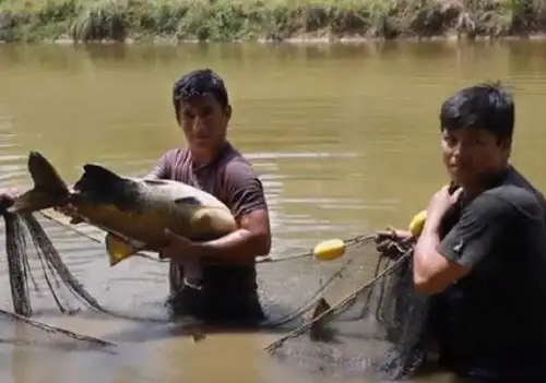 La producción de alimento balanceado que contribuye a mejorar la producción piscícola amazónica, hecho a base de castaña, el fruto emblemático de la región Madre de Dios y considerado un superalimento por sus grandes atributos nutricionales, es el resultado de un proyecto desarrollado con éxito por el Instituto de Investigaciones de la Amazonía Peruana. Foto: IIAP
