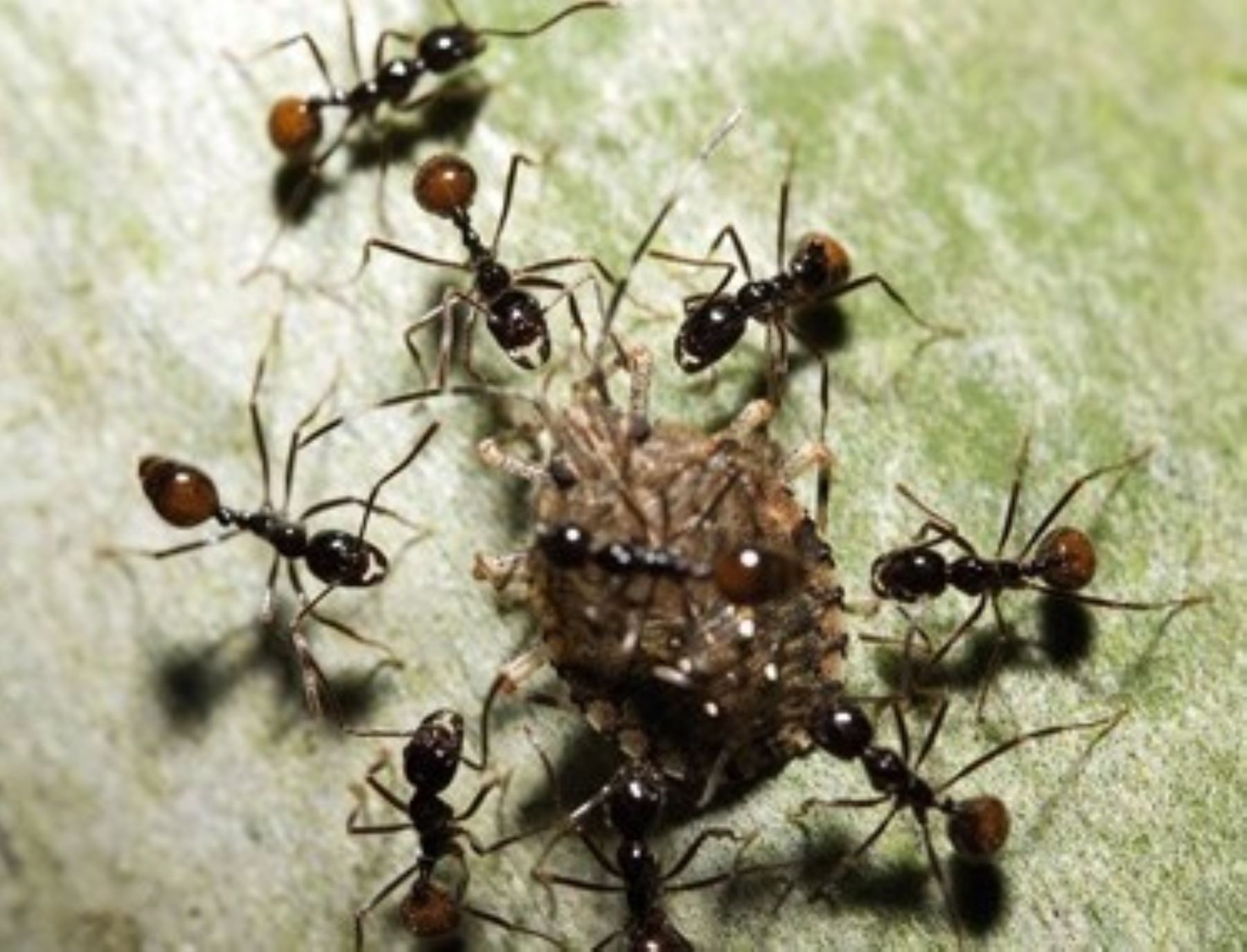 Conoce a la isula, una de las hormigas que habita en la selva de Cusco y es una de las más grandes y respetadas de la población local. ANDINA/Difusión