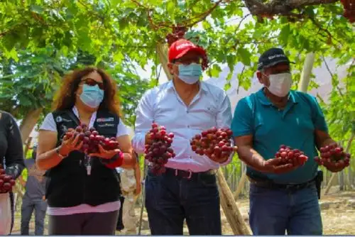 El Midagri llevará a siete gobernadores a una ruta de pedagogía agraria para que se capaciten con los mismos actores del agro en forestación, desarrollo ganadero, incremento de cacao y café y de una tecnología sostenible.