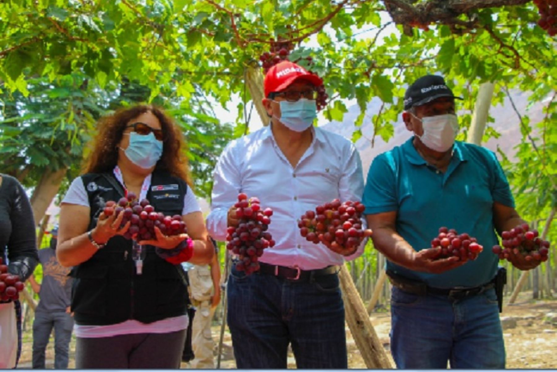 El Midagri llevará a siete gobernadores a una ruta de pedagogía agraria para que se capaciten con los mismos actores del agro en forestación, desarrollo ganadero, incremento de cacao y café y de una tecnología sostenible.
