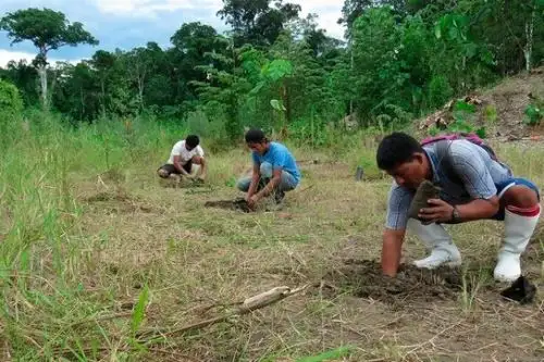 Siembra de árboles en la amazonía. Foto: Cortesía.