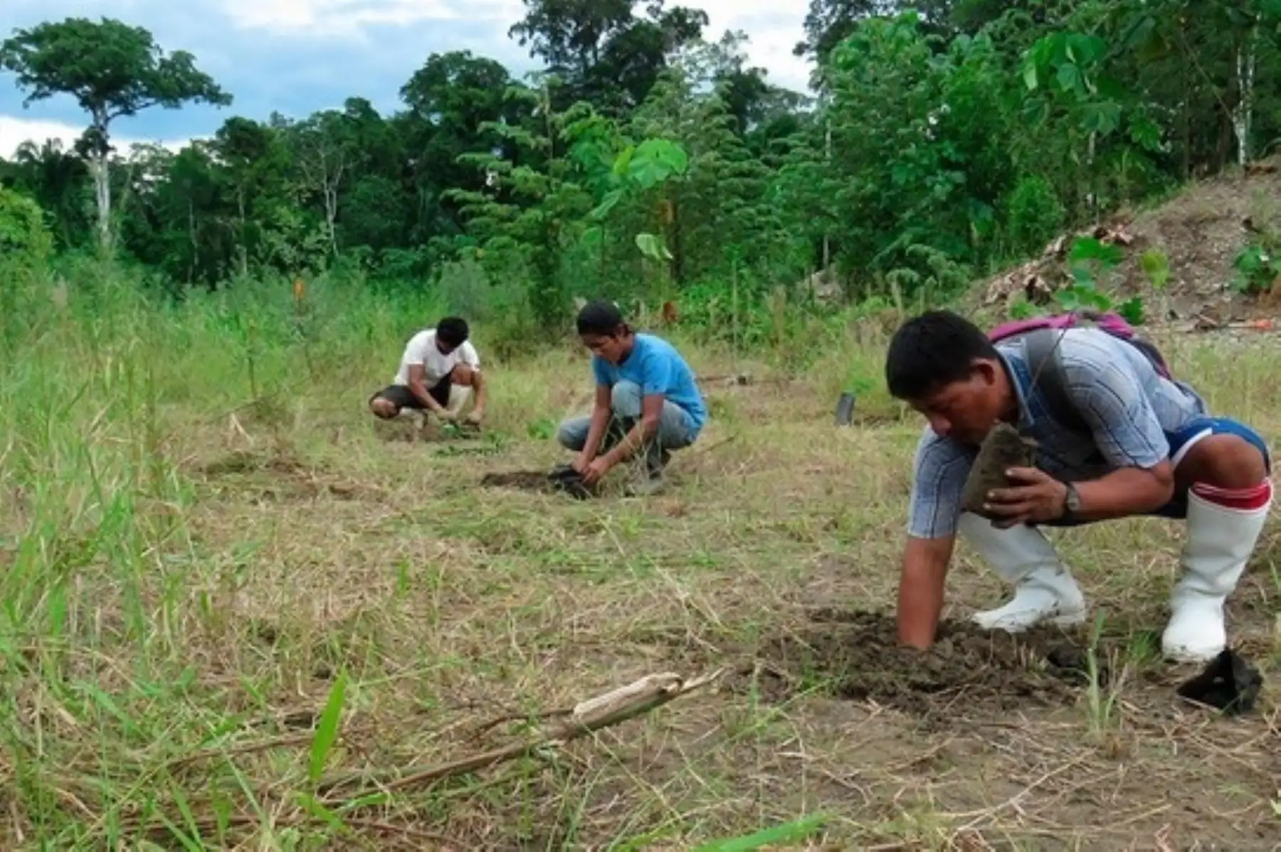Siembra de árboles en la amazonía. Foto: Cortesía.