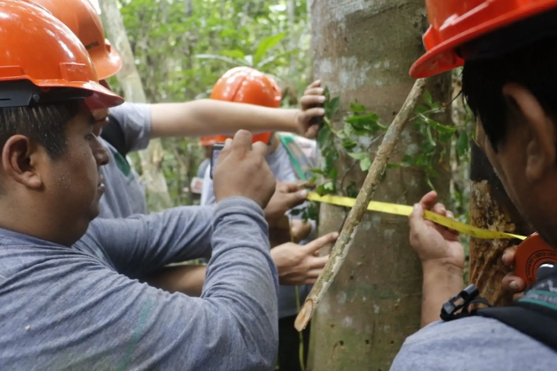 Osinfor dicta taller a 150 personas vinculadas al sector forestal