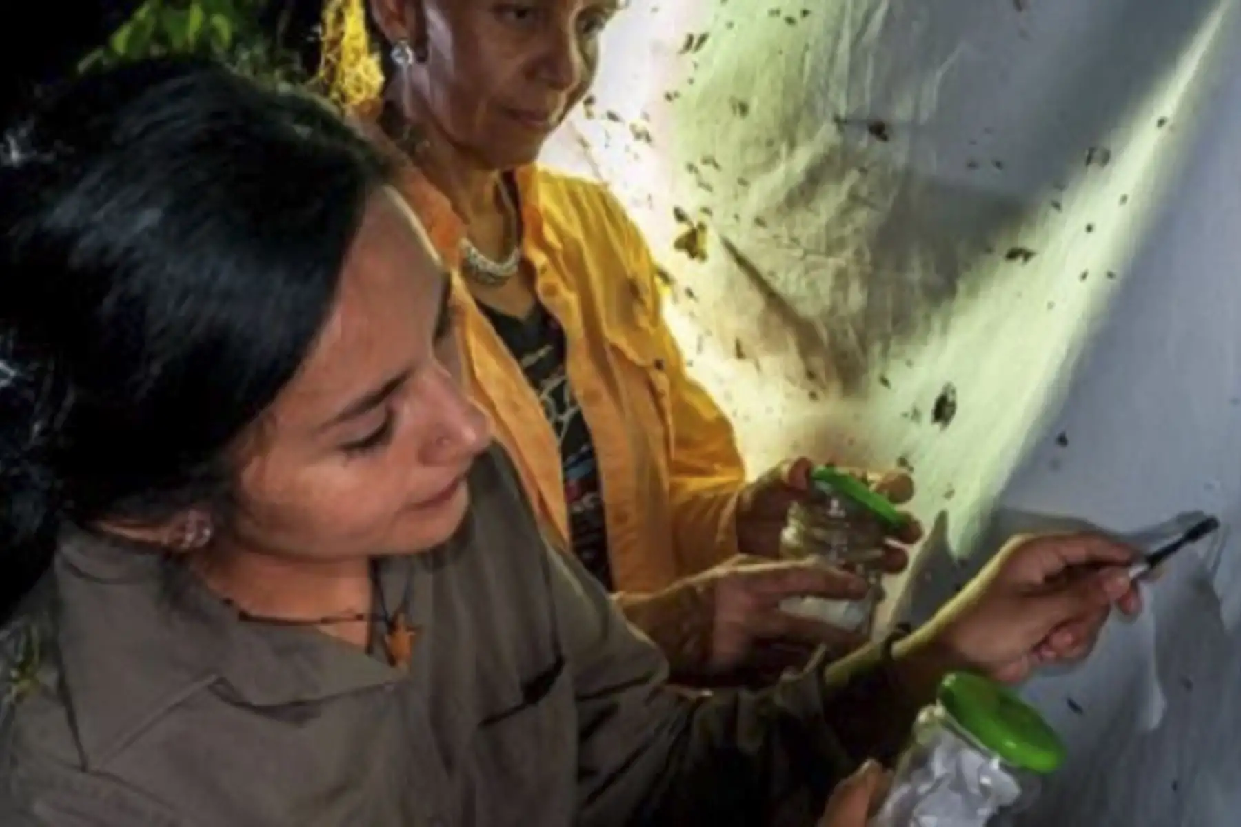 Un proyecto de la Universidad Nacional Mayor de San Marcos (UNMSM), a través del Museo de Historia Natural, que busca promover el ecoturismo y la investigación científica en la provincia de Tambopata, región Madre de Dios, recibió el Premio a la Vinculación Universidad-Empresa 2021, en la categoría “Impacto académico”, en el concurso organizado por la Red de Investigación, Desarrollo e Innovación (IDi). Foto: UNMSM