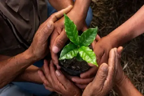 El lanzamiento de la Plataforma del Café de Cajamarca se realizará vía el Facebook del gobierno regional, de 10:00 a 11:30 horas.