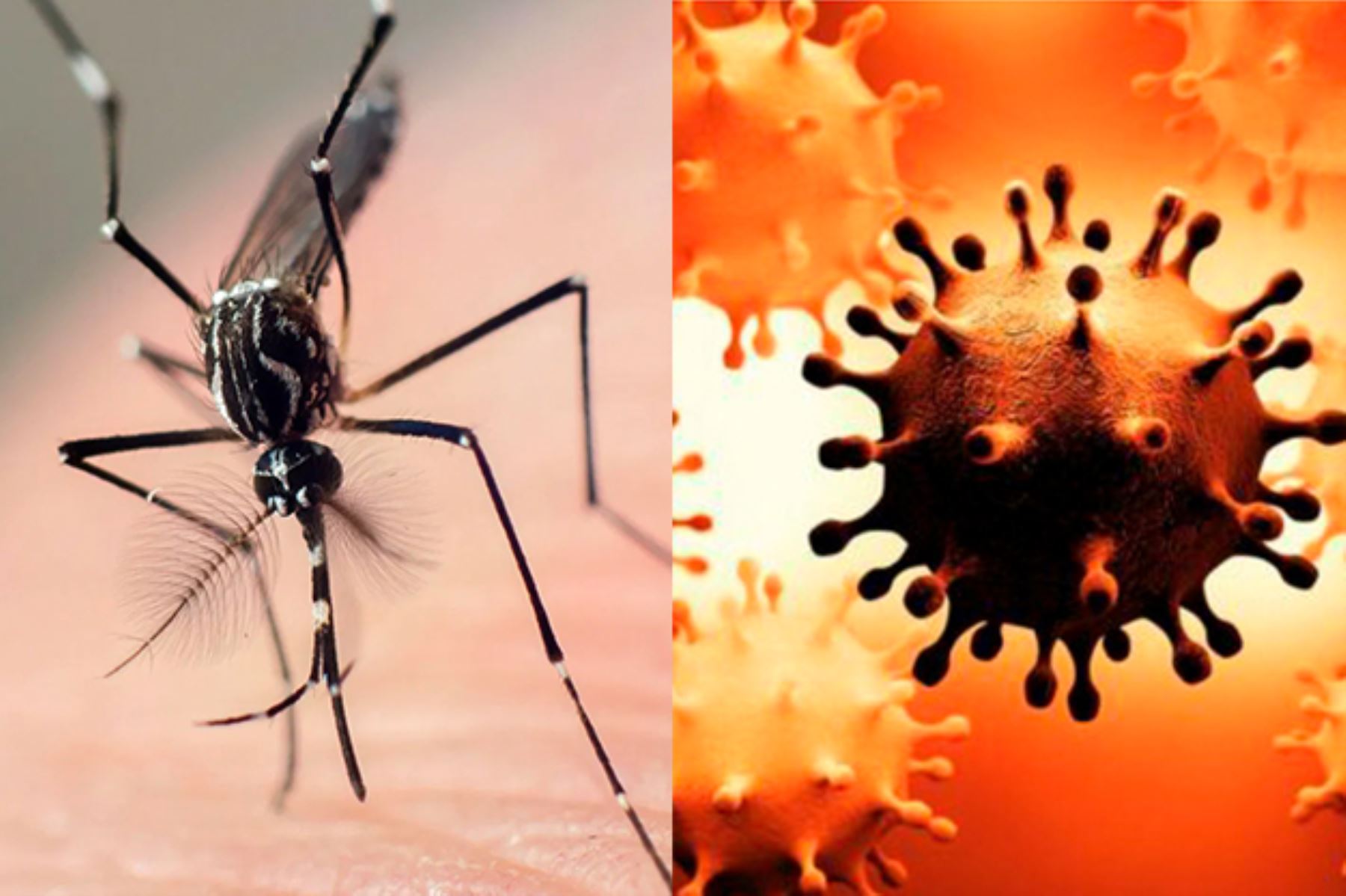 El dengue y el coronavirus presentan síntomas generalizados como malestar general, fiebre, dolor de cabeza, dolor muscular, entre otros. INTERNET/Medios