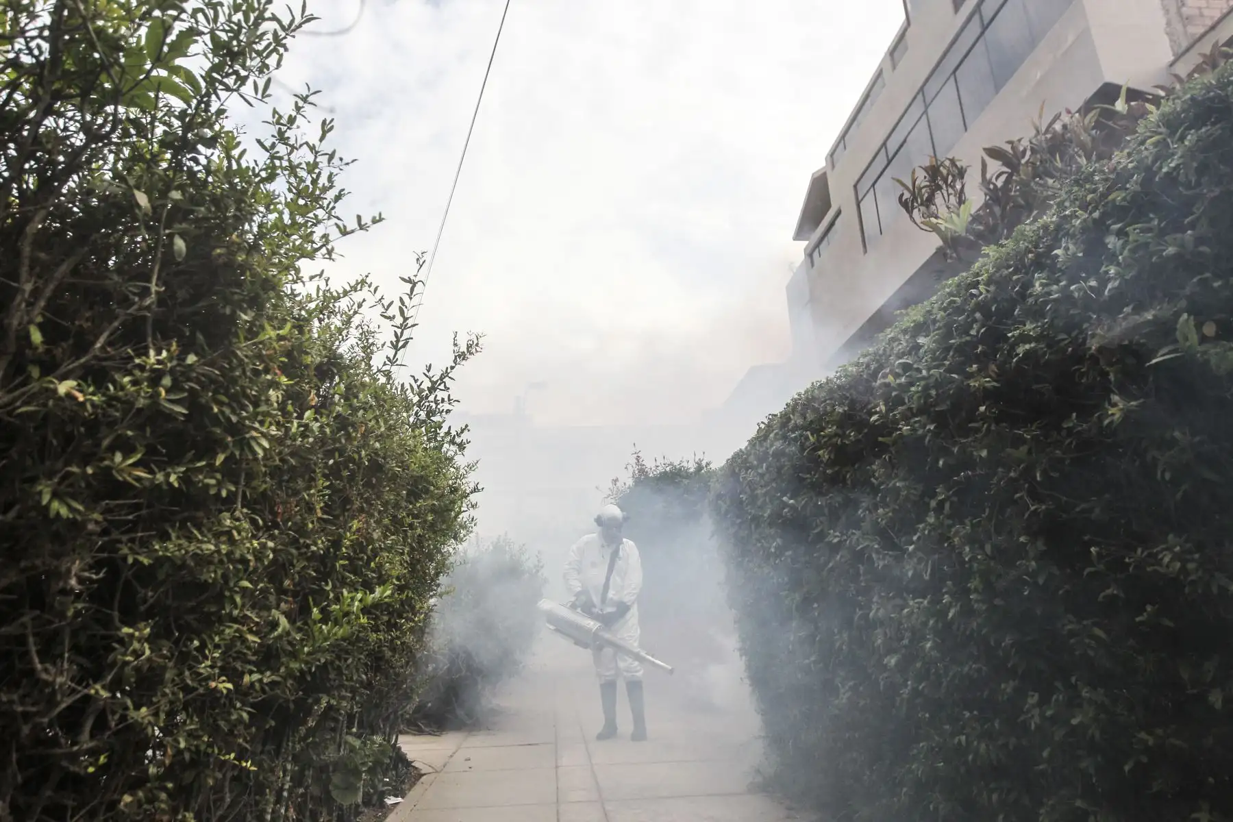 Con el propósito de evitar que proliferen los casos de dengue en el Cercado de Lima, el Ministerio de Salud, en coordinación con la Dirección de Redes Integradas de Lima Centro, continúa con labores de fumigación en la Unidad Vecinal de Mirones en el Cercado de Lima. Foto: ANDINA/Carla Patiño Ramírez