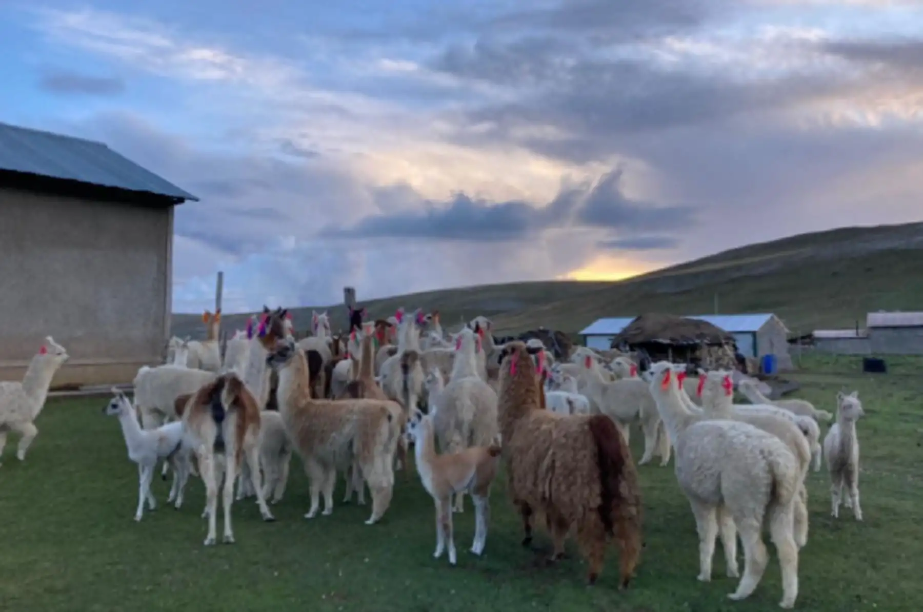 Agro Rural, unidad ejecutora del Ministerio de Desarrollo Agrario y Riego (Midagri) protege 8,000 cabezas de ganado con la construcción de 80 módulos de protección o cobertizos, así como 150 invernaderos o fitotoldos, que contribuyen a la producción de hortalizas en dicha región ubicada a 4,380 metros sobre el nivel del mar durante el año en curso.