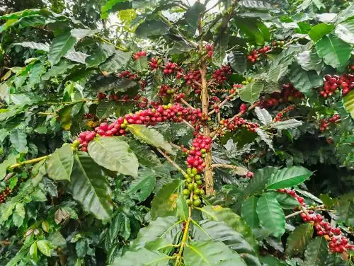 Investigación está a cargo del Instituto de Investigaciones de la Amazonía Peruana (IIAP), con el apoyo de Fondecyt, unidad ejecutora del Concytec.
