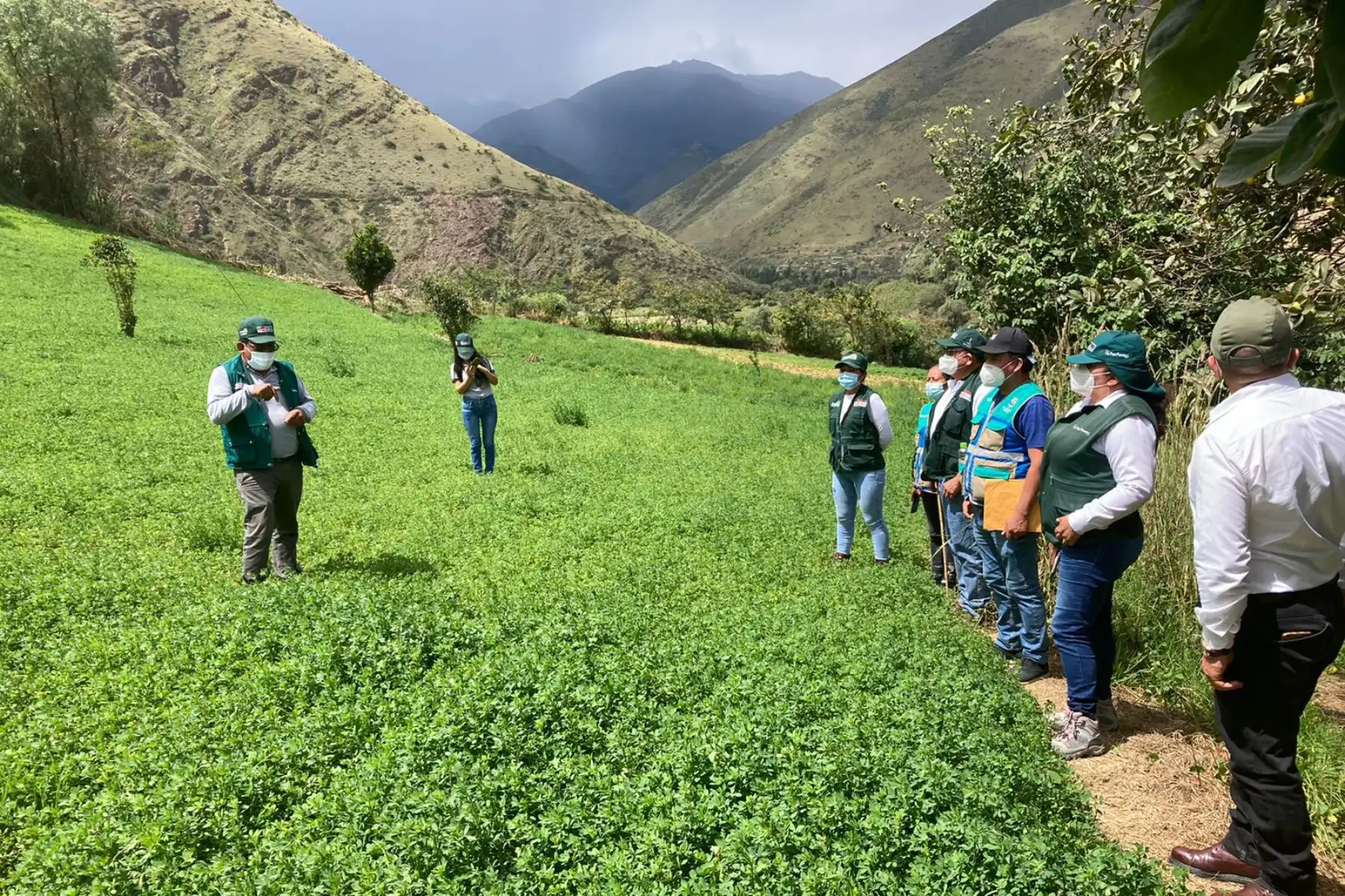 Agro Rural del MIDAGRI incrementa la productividad de más de 10 895 familias ganaderas con la instalación de 9 602 hectáreas de pastos cultivados en la región Huánuco, gracias la Campaña de Siembra de Pastos y Forrajes 2020-2021. Foto: Agro Rural