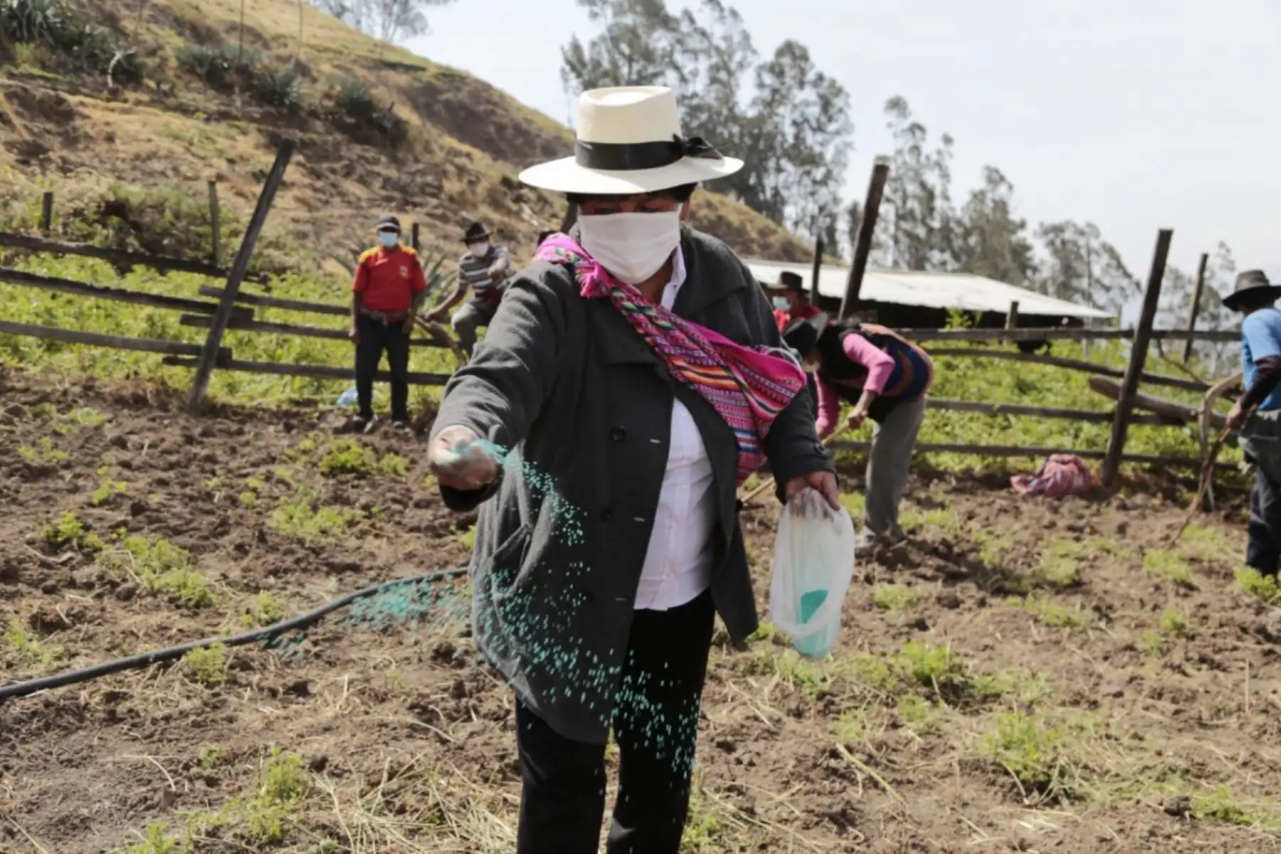 Agro Rural del MIDAGRI incrementa la productividad de más de 10 895 familias ganaderas con la instalación de 9 602 hectáreas de pastos cultivados en la región Huánuco, gracias la Campaña de Siembra de Pastos y Forrajes 2020-2021. Foto: Agro Rural
