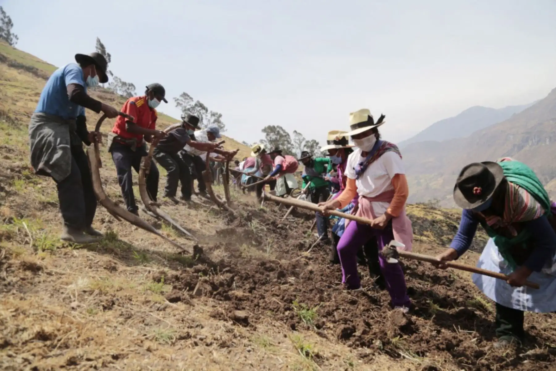 Agro Rural del MIDAGRI incrementa la productividad de más de 10 895 familias ganaderas con la instalación de 9 602 hectáreas de pastos cultivados en la región Huánuco, gracias la Campaña de Siembra de Pastos y Forrajes 2020-2021. Foto: Agro Rural