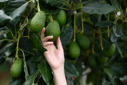 Comercialización y exportación la realizaron los pequeños productores de la Cooperativa Agraria de Productores Orgánicos de Palta del Valle Lambras Vraem (Coppal Vraem) .