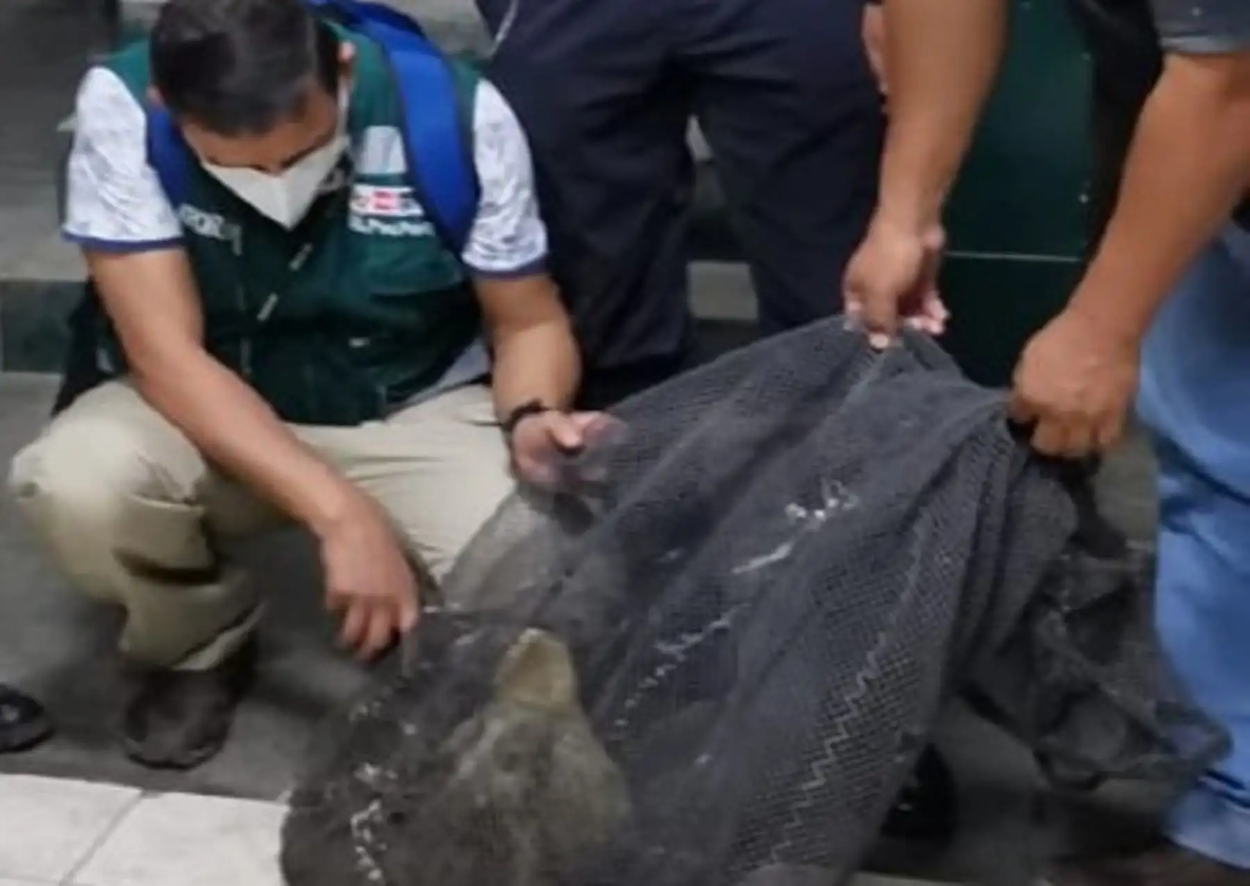 Gracias al aviso de los pobladores del “Sector Linderos” en Jaén, el Ministerio de Desarrollo Agrario y Riego a través del Servicio Nacional Forestal y de Fauna Silvestre (Serfor) en Cajamarca y la Policía Nacional del Perú (PNP), rescataron a un oso hormiguero que se encontraba deambulando por los alrededores. Foto: Serfor