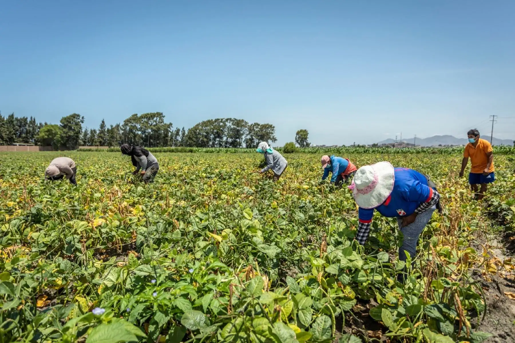 Productores agrarios. Foto: ANDINA/Difusión