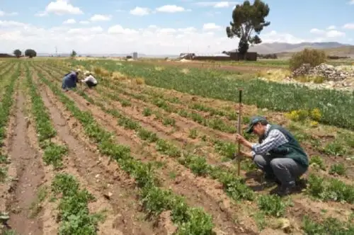 El nuevo Agro Rural, unidad ejecutora del Ministerio de Desarrollo Agrario y Riego (Midagri) fortalece gestión descentralizada y articulada con Comités Regionales Agrarios (CGRAs) a fin de promover más acciones de calidad que beneficien directamente a los productores agropecuarios que practican la agricultura familiar a nivel nacional.