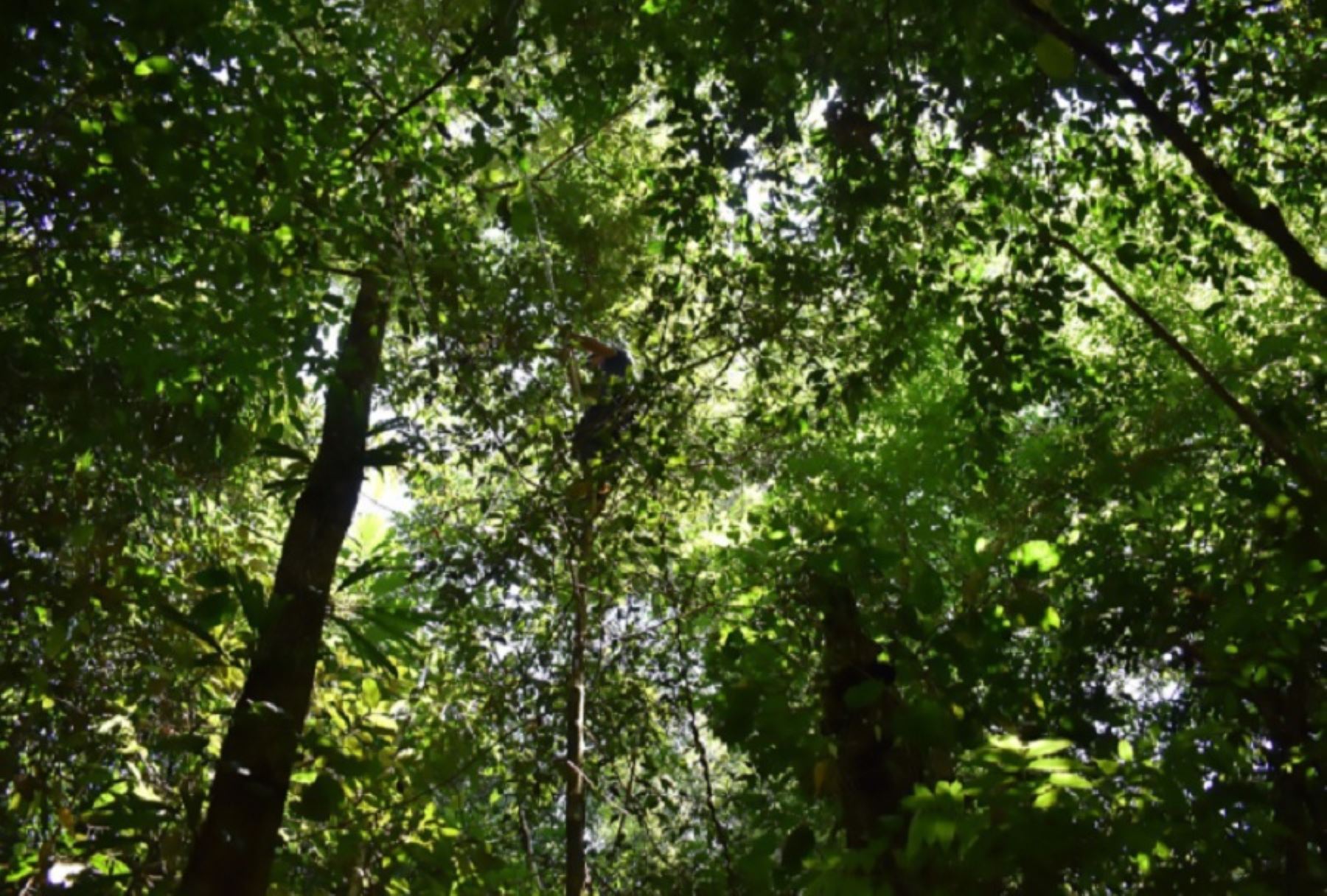 El Instituto de Investigaciones de la Amazonía Peruana (IIAP), con el apoyo de Fondecyt, unidad ejecutora de Concytec, desarrollo una investigación que, mediante el uso de una tecnología fácil de instalar en un dispositivo smartphone, contribuye al reconocimiento online de especies forestales de importancia económica y ecológica para la región Loreto.