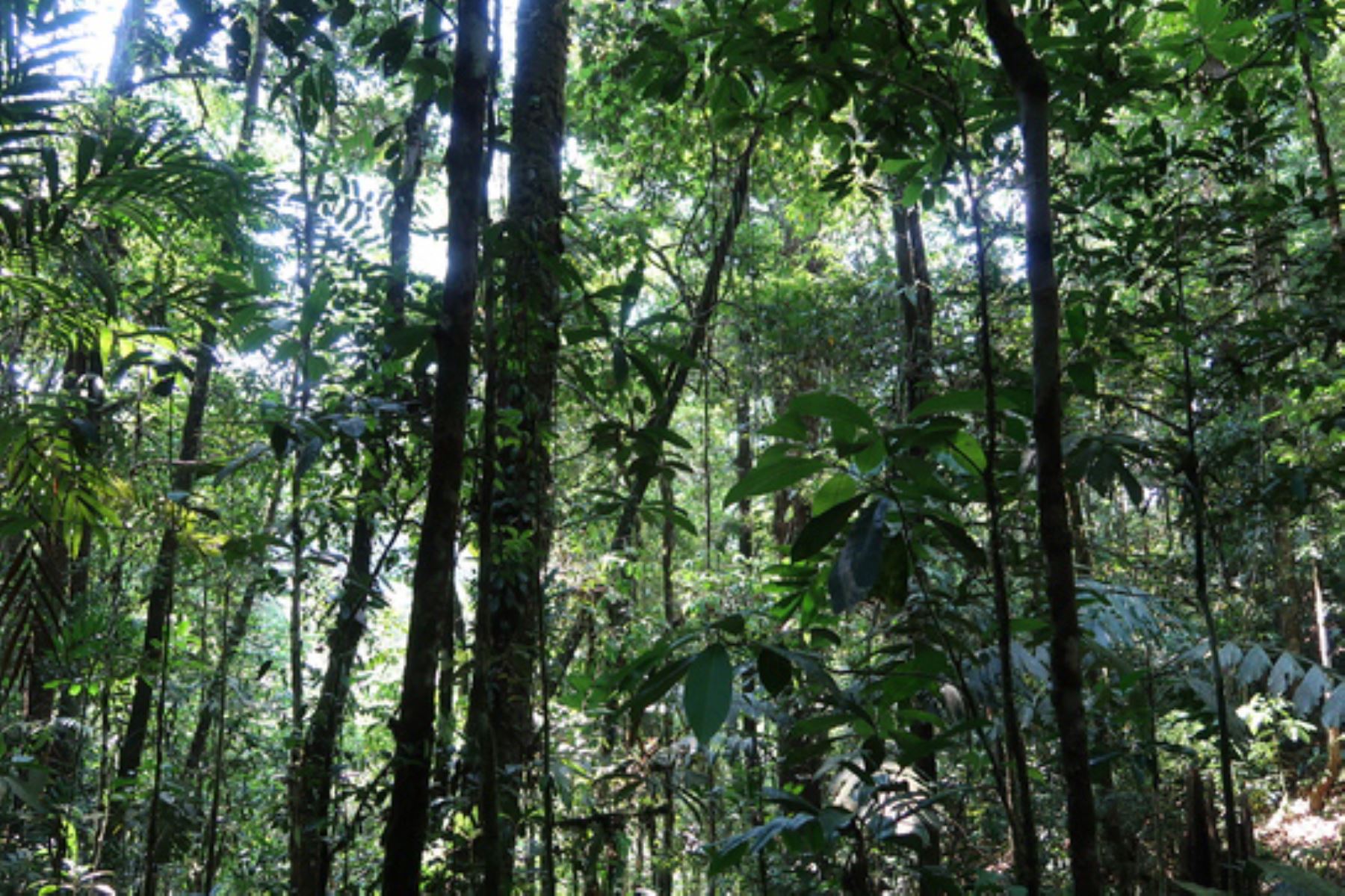 Potsom Posho´II conserva la diversidad de flora y fauna silvestre propia de la ecorregión de bosques húmedos de Ucayali y el ecosistema de bosques de colina baja. Foto: ANDINA/Difusión