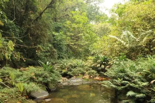 Potsom Posho´II conserva la diversidad de flora y fauna silvestre propia de la ecorregión de bosques húmedos de Ucayali y el ecosistema de bosques de colina baja. Foto: ANDINA/Difusión
