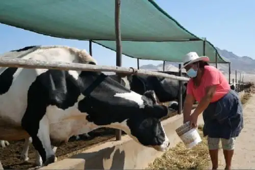 Hay 4 modelos de pólizas (3 agrícolas y 1 pecuario) para ser ofrecidos a los agricultores y ganaderos que desean proteger su capital invertido.