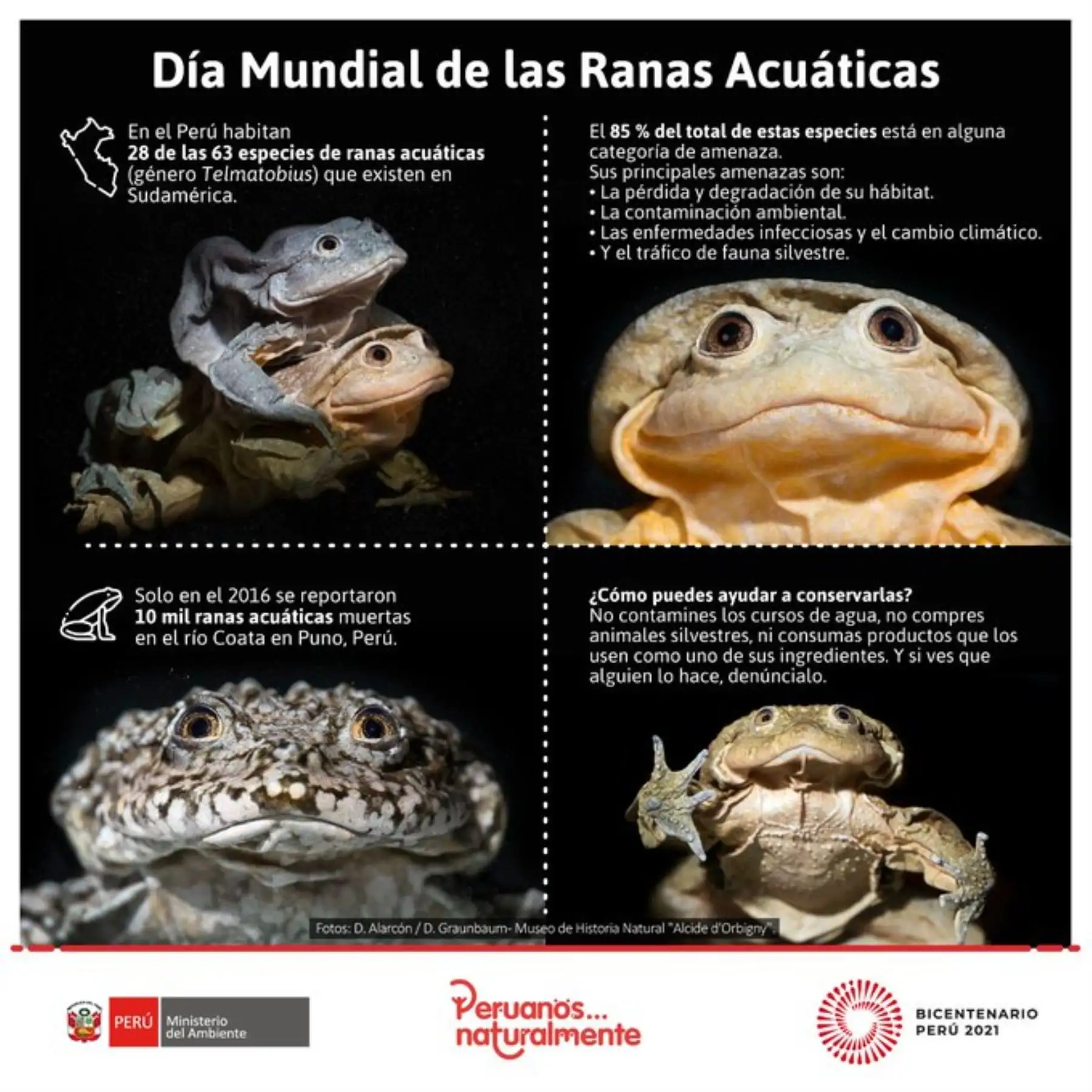 Cada 1 de abril se celebra el Día Mundial de las Ranas Acuáticas.