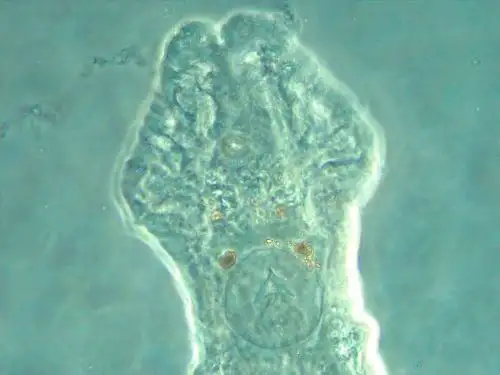 Los monogenoides son ectoparásitos que se desarrollan en el exterior de peces amazónicos. Estos parásitos se localizan en la superficie corporal de los peces, en las aletas o en los órganos que comunican directamente con el exterior de las branquias, así como en las fosas nasales.