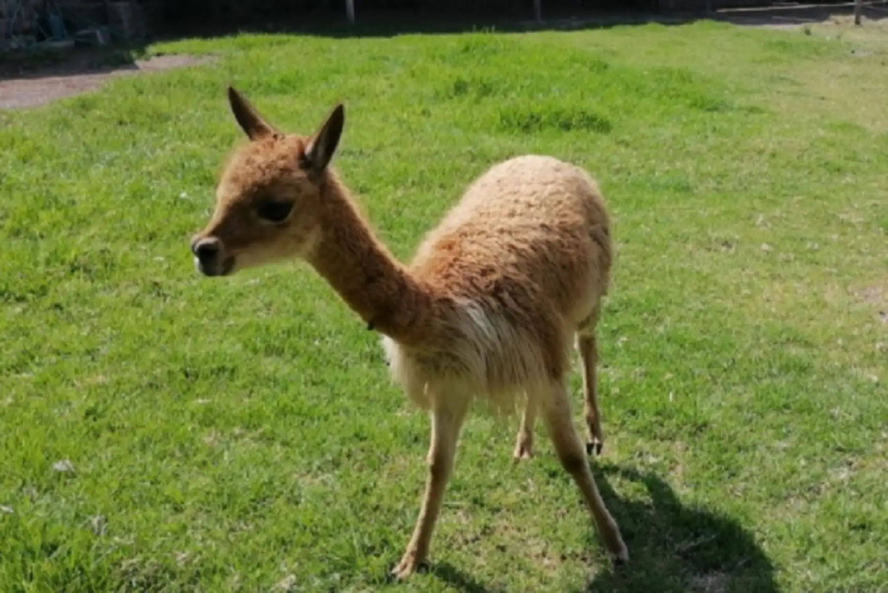 El Servicio Nacional Forestal y de Fauna Silvestre (Serfor) del Ministerio de Desarrollo Agrario y Riego (Midagri), recuperó a una cría de vicuña macho que fue encontrada sola en la carretera Tolconi-Orcopampa por pobladores de la comunidad campesina originaria de Huancarama, en la provincia de Castilla. Foto: Serfor.