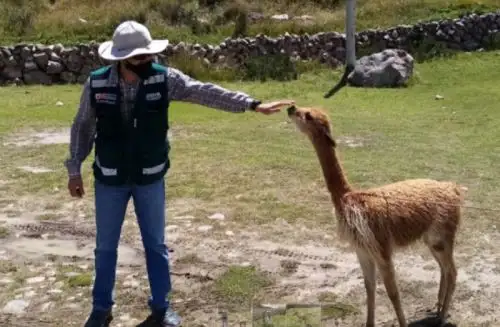Los conflictos entre los seres humanos y la fauna silvestre son cada vez más frecuentes debido a la reducción de los hábitats y las zonas de desplazamiento natural de diversas especies como consecuencia de una actividad humana perjudicial expresada, principalmente, en la deforestación y la descontrolada agricultura extensiva.  ANDINA/Difusión
