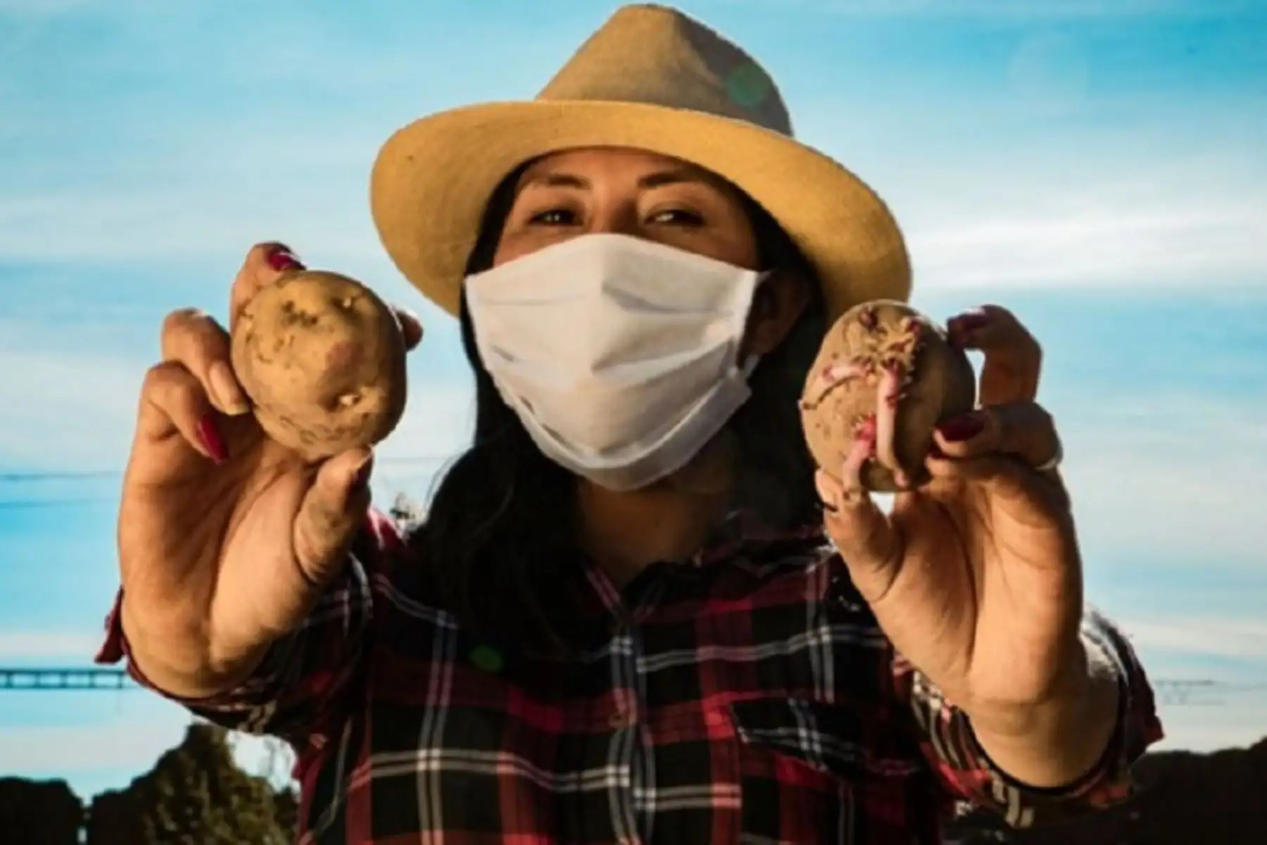 El Ministerio de Desarrollo Agrario y Riego (Midagri), a través de Agroideas, ha cofinanciado 145 Planes de Negocio para la Adopción de tecnología, en favor de 5, 491 pequeños productores de estos cultivos, en 16 regiones del país, entre las que destacan Ayacucho, Puno, Junín, Apurímac, Huancavelica, La Libertad y Huánuco. Foto: Midagri