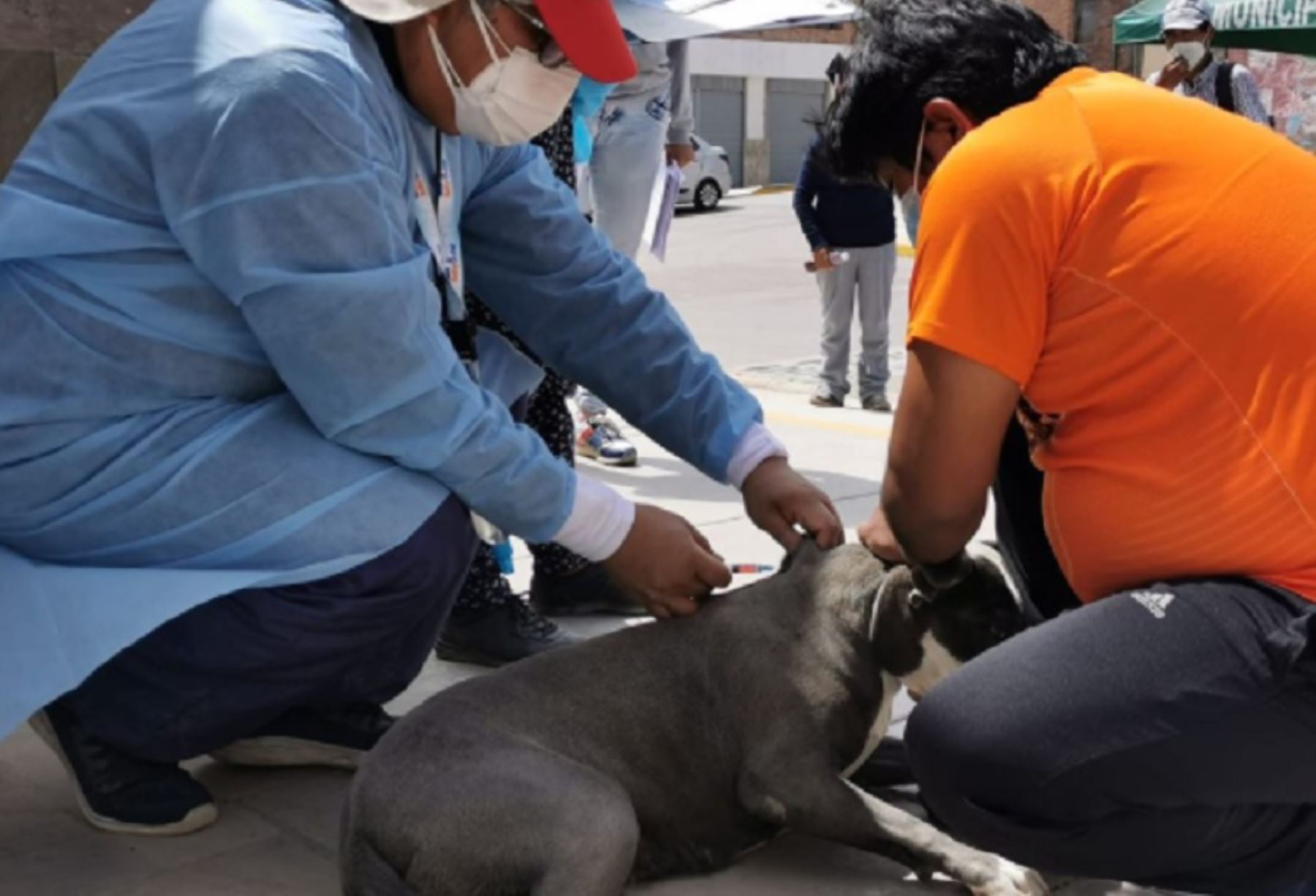 Una jornada de vacunación canina gratuita se realiza mañana domingo en Arequipa con el objetivo es inmunizar 6,000 mascotas y bloquear el avance del virus rábico en el distrito de Majes, jurisdicción de la provincia de Caylloma, donde en lo que va del año se han registrado seis casos positivos de rabia canina.