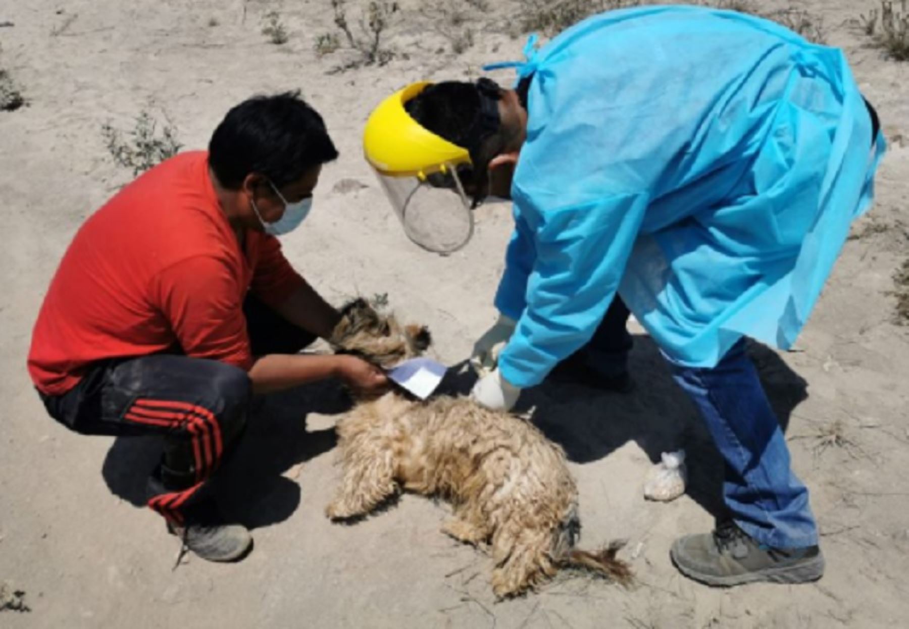 Ministerio de Salud organizó en Arequipa una reunión técnica para fortalecer las acciones contra la rabia canina debido a la persistencia de casos de esta enfermedad en esta región. Foto: ANDINA/difusión.