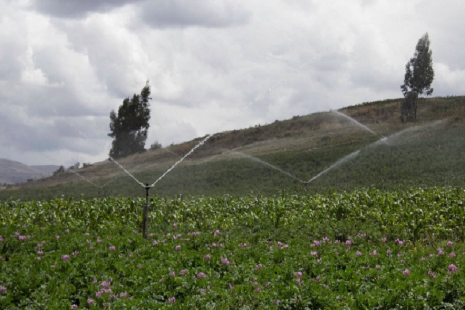 Las obras de riego tecnificado beneficiarán a 739 agricultores ambas regiones.