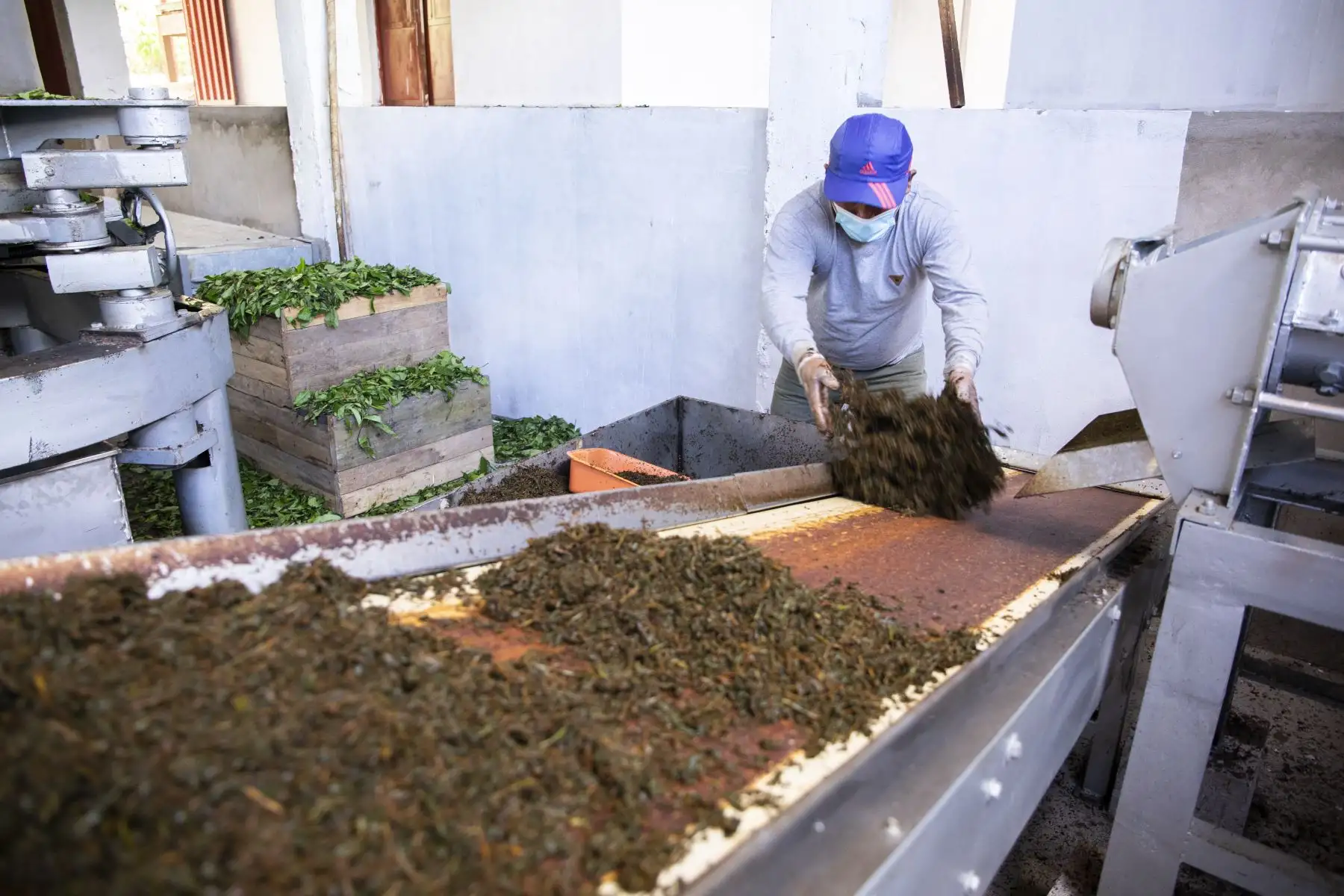 MIDAGRI: Más de 4,800 productores de la Agricultura Familiar operan plantas procesadoras