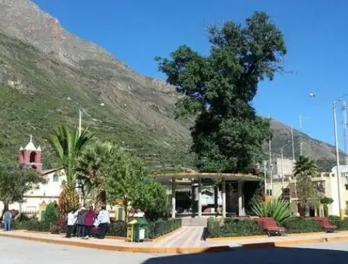 Conoce al cedro de Huancapi, el emblemático árbol patrimonial que se convirtió en símbolo de defensa de la naturaleza de este distrito ayacuchano. Foto: Sébastien Jallade / LUM