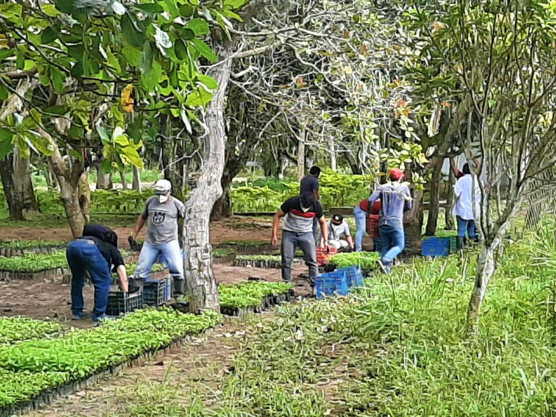 San Martín: reforestarán más de 1 000 hectáreas de terrenos eriazos en el Huallaga