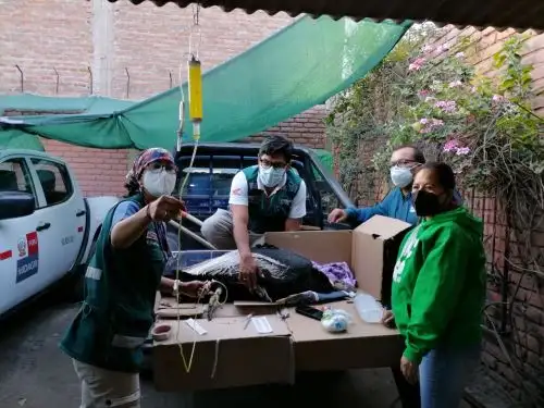 Arequipa: Serfor recupera cóndor intoxicado que no podía volar ni comer