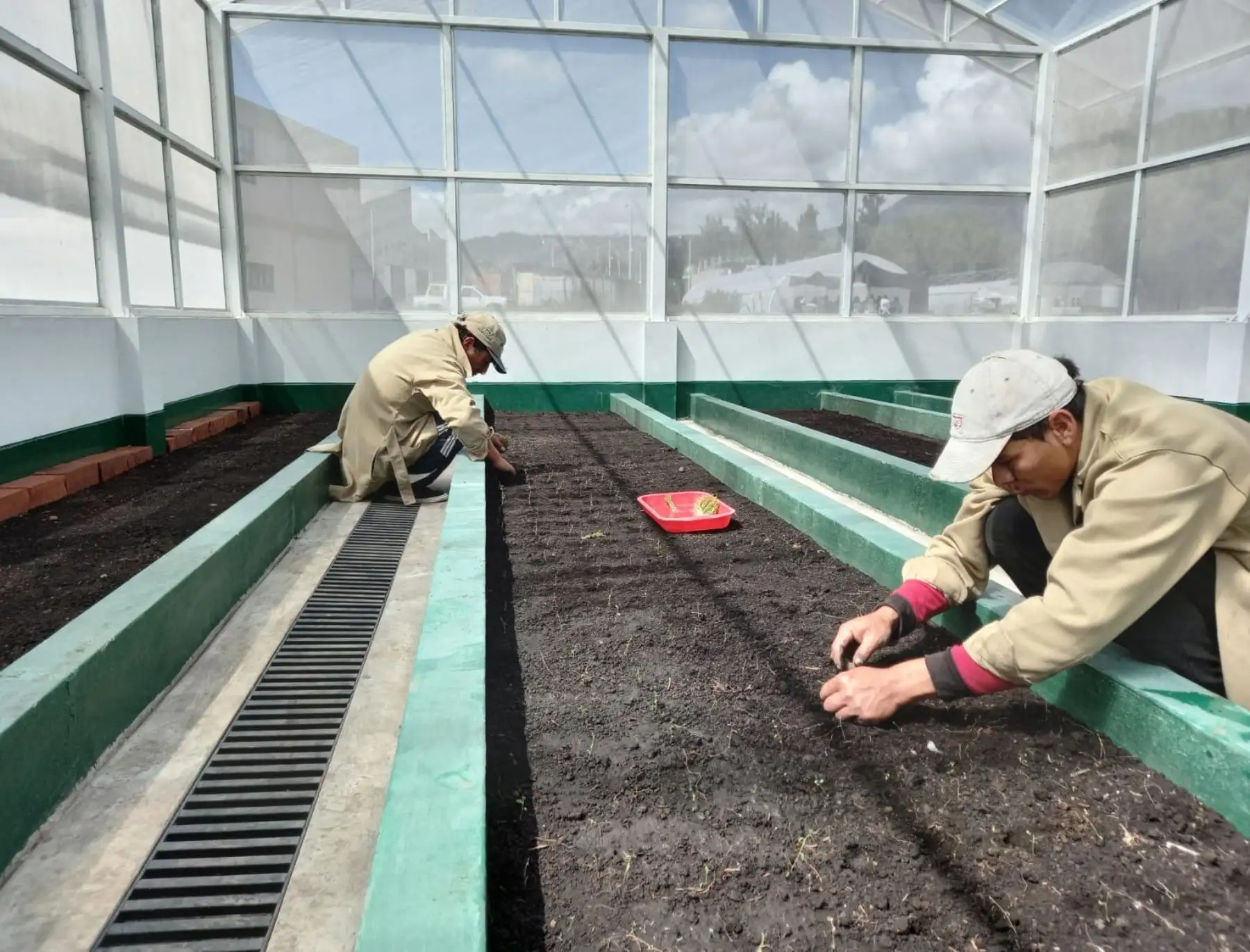 El nuevo laboratorio de cultivos de tejido e invernaderos que implementó el INIA en Ayacucho ha producido 14,000 plántulas de diversas variedades de papa certificada. ANDINA/Difusión