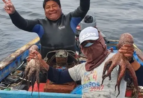 Punta Coles de la Reserva Nacional Sistema de Islas, Islotes y Puntas Guaneras (RNSIIPG) se convierte desde hoy en un hito en el uso sostenible de los recursos marinos al contar con el primer plan de manejo del recurso pulpo en el Perú, demostrando así el importante rol de estos espacios naturales protegidos como polos de desarrollo económico y social. Foto: Minam